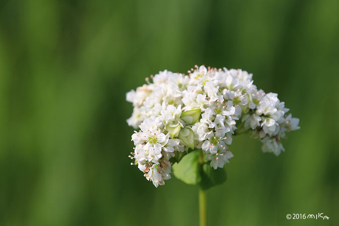 そばの花（白）③