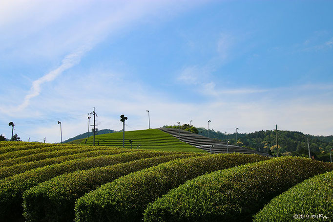 新しく植えた茶畑（京都府和束町）