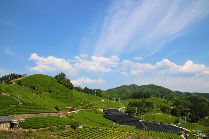 「石寺の茶畑」②（京都府和束町）