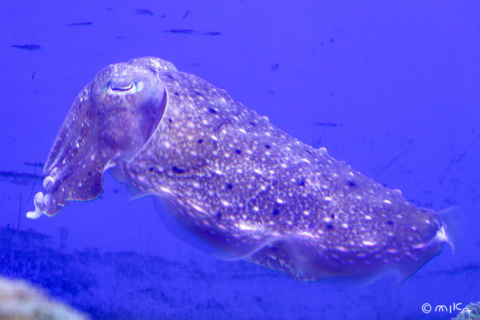 コブシメ②（鳥羽水族館）