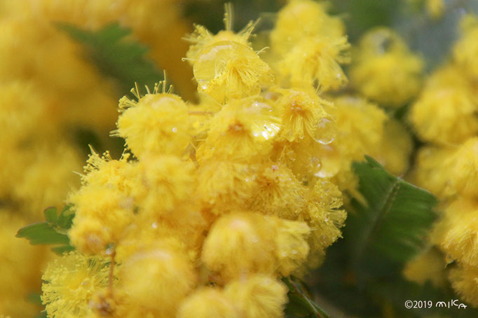 ミモザの花アップ（雨の日）