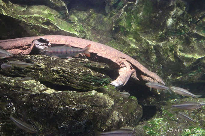 オオサンショウウオの水槽③（京都市水族館）