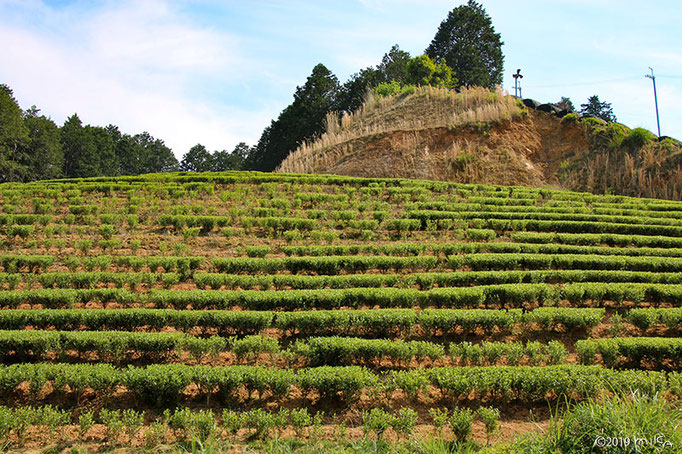 新しく植えた茶畑（京都府和束町）