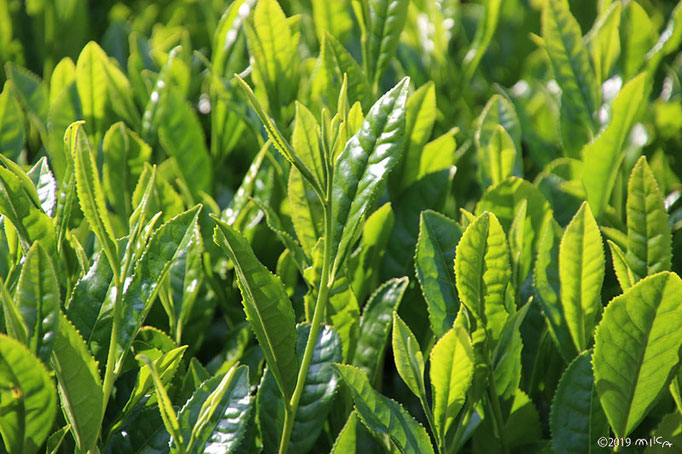 茶の葉（京都府和束町）