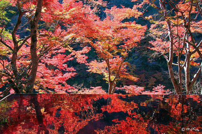 水鏡でシンメトリーの紅葉（嵐山祐斎亭）