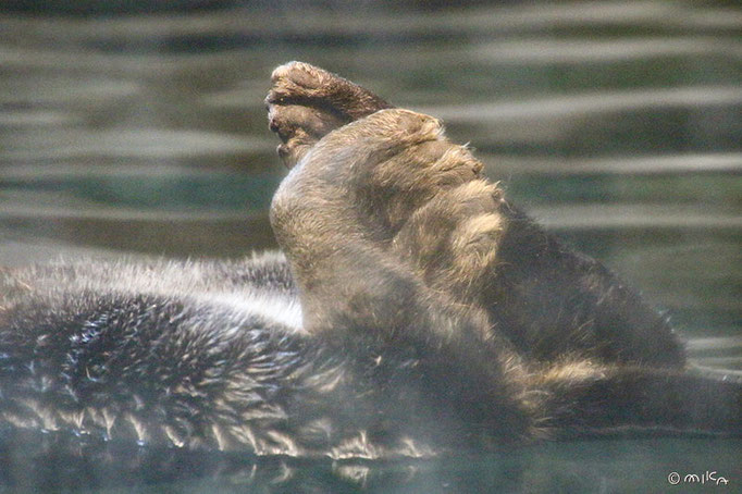 ラッコの後あし（神戸市立須磨海浜水族園）