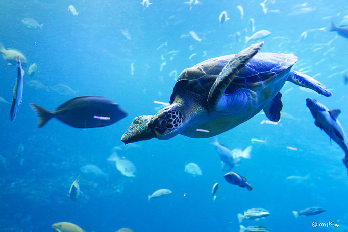 アオウミガメ④（京都水族館）