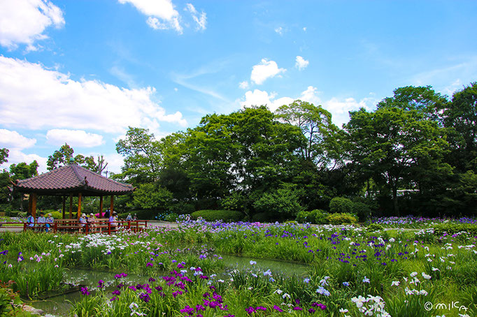 城北菖蒲園②