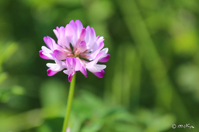 レンゲソウの花