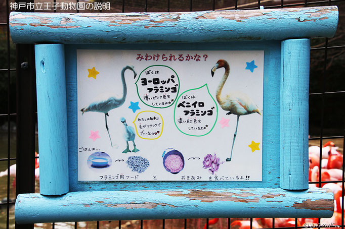 フラミンゴ Flamingo 工房momo
