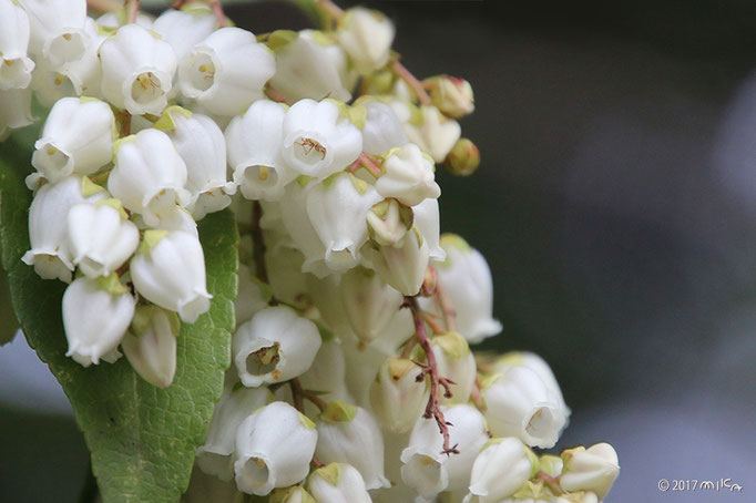 アセビの花の内側