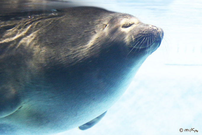 バイカルアザラシの顔②（鳥羽水族館）