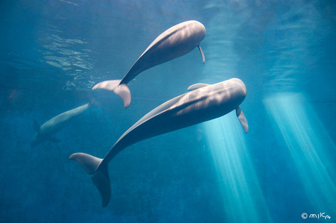 クジラとスナメリ