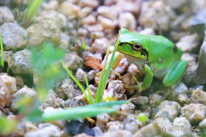 ニホンアマガエル②