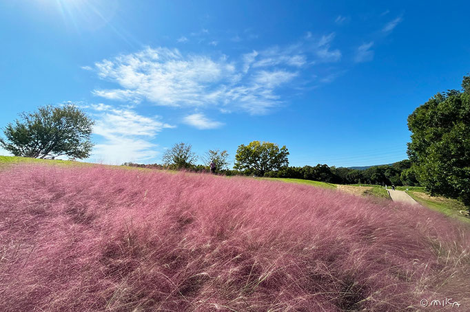 ミューヘンベルギア・カピラリスの丘（万博記念公園 10月）