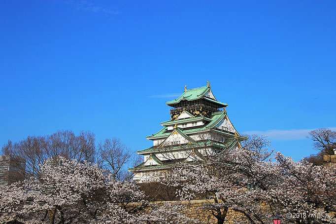 西の丸庭園より桜の大阪城