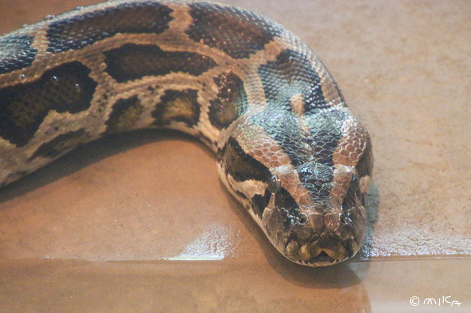 ニシキヘビの写真
