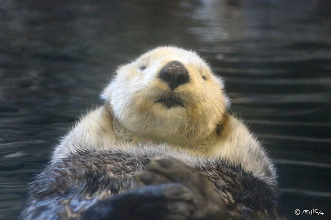 明日花（正面より）神戸市立須磨海浜水族園