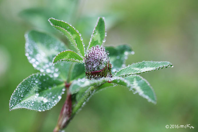 穀雨