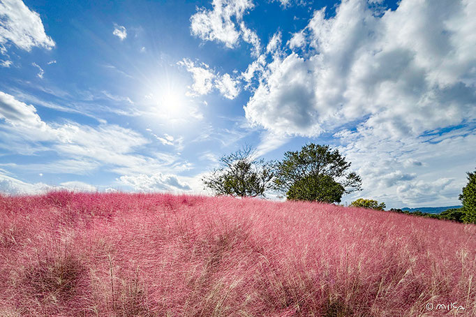 ミューヘンベルギア・カピラリス（万博記念公園／2025年９月末③）