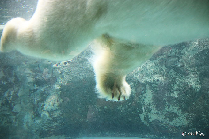 ホッキョクグマの足1（旭山動物園）
