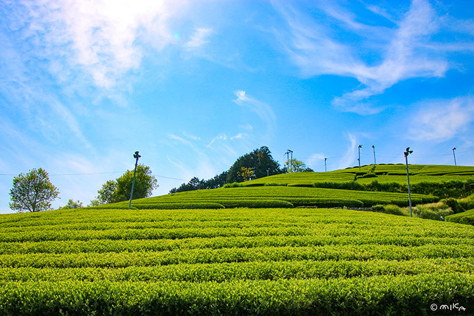 茶畑（京都府和束町）①