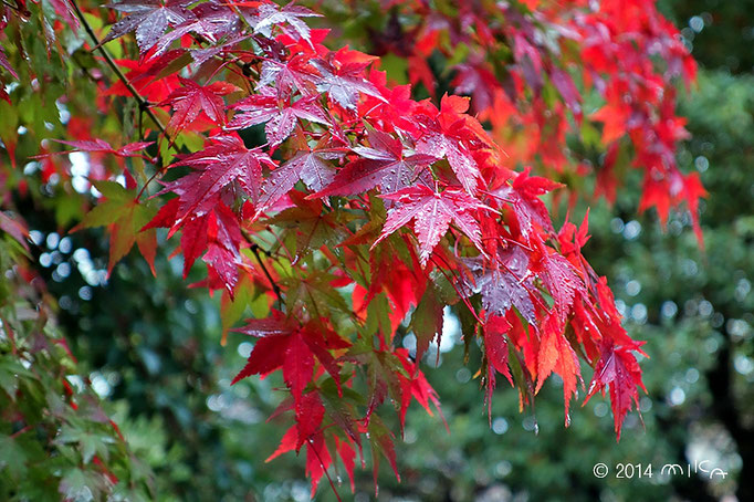 紅葉