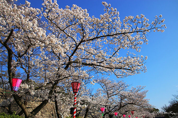 桜満開