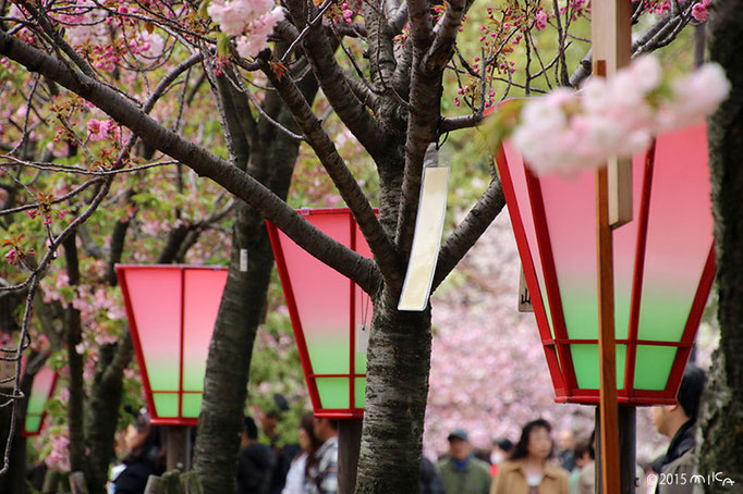 造幣局の「桜の通り抜け」