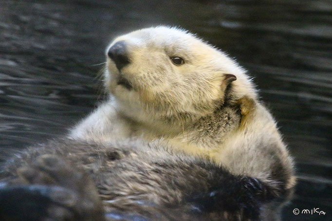 明日花の顔（目が開いた）神戸市立須磨海浜水族園