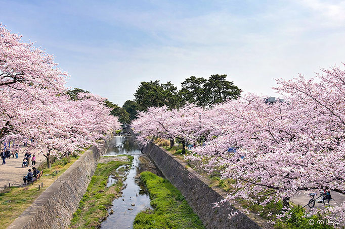 夙川公園