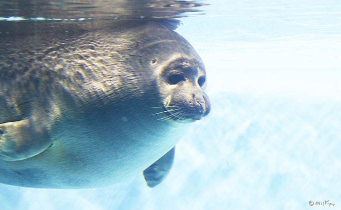 バイカルアザラシの顔①（鳥羽水族館）