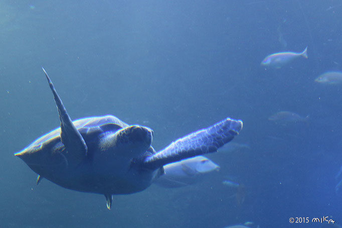 アオウミガメ⑤（京都水族館）