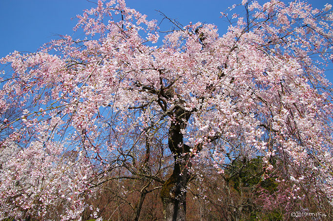 京都府立植物園