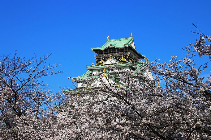 大阪城公園の桜