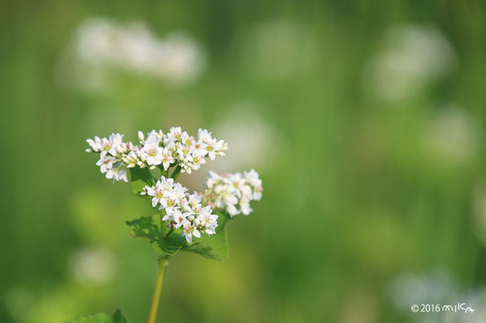 そばの花（白）②