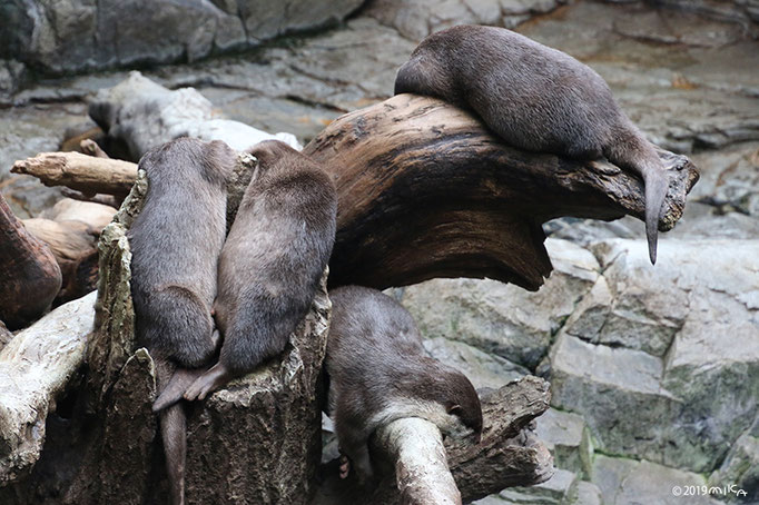 コツメカワウソの群れ（海遊館）