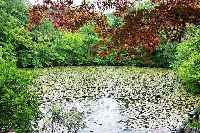 神戸市立森林植物園