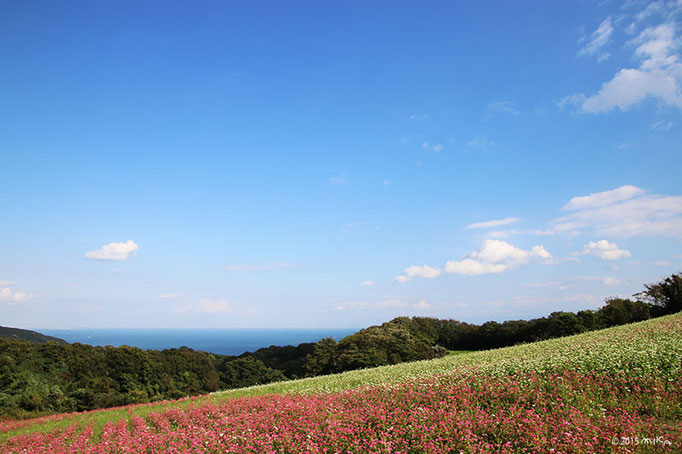 あわじ花さじき