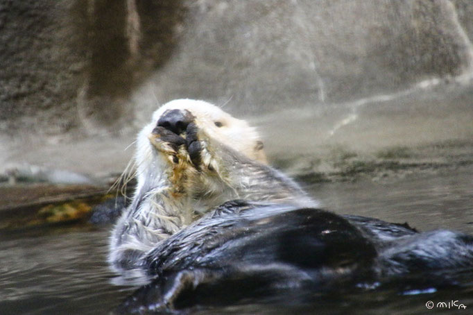 手をこすりあわせるラッコ（神戸市立須磨海浜水族園）