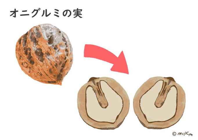 オニグルミの実