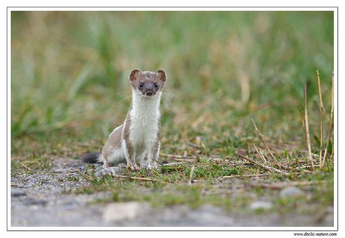 Hermine - Mustela erminea - Stoat