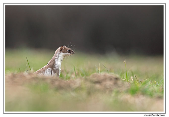 Hermine - Mustela erminea - Stoat