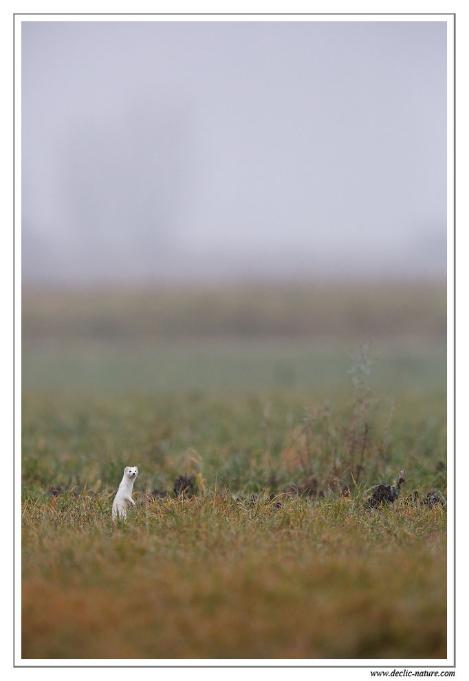 Hermine - Mustela erminea - Stoat