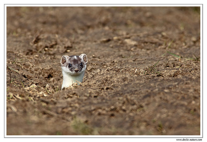 Hermine - Mustela erminea - Stoat