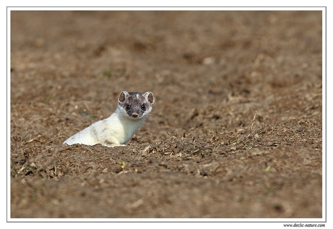 Hermine - Mustela erminea - Stoat