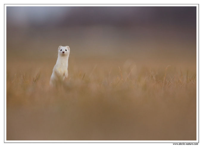 Hermine - Mustela erminea - Stoat