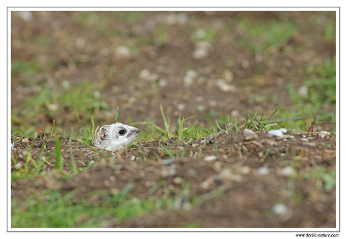 Hermine - Mustela erminea - Stoat