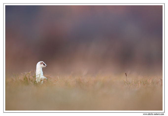 Hermine - Mustela erminea - Stoat