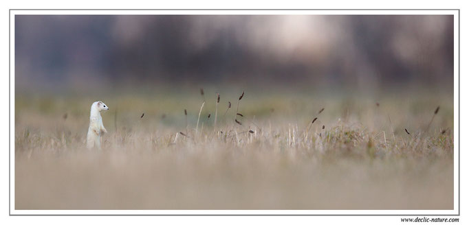 Hermine - Mustela erminea - Stoat